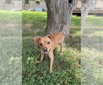 Small Beagle-Chihuahua Mix