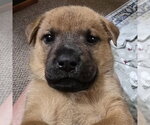 Small #11 German Shepherd Dog Mix
