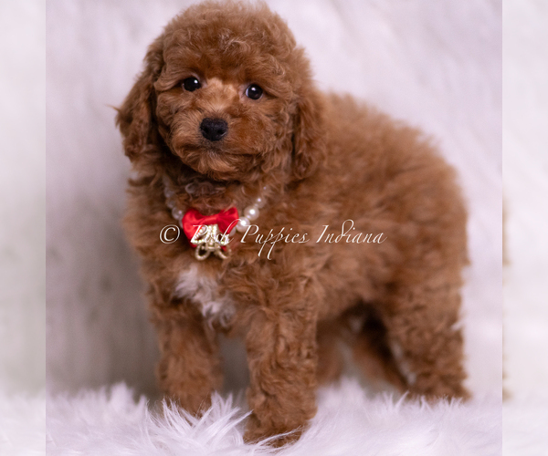 Medium Photo #48 Maltipoo (Miniature) Puppy For Sale in WARSAW, IN, USA