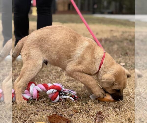 Medium Photo #2 Mutt Puppy For Sale in Yardley, PA, USA