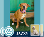 Small #1 American Pit Bull Terrier-Labrador Retriever Mix