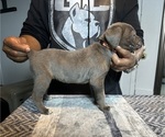 Puppy Chrissy Cane Corso