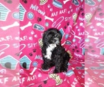 Small #4 Morkie