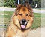 Small #2 German Shepherd Dog Mix