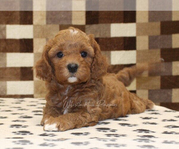 Medium Photo #2 Cavapoo (Miniature) Puppy For Sale in DENVER, PA, USA