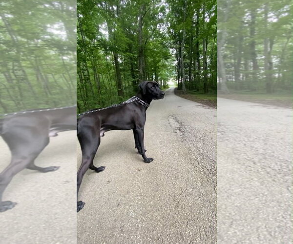 Medium Photo #6 Mutt Puppy For Sale in Frenchburg, KY, USA