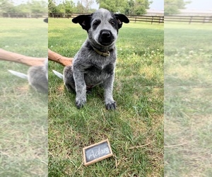 Australian Cattle Dog Puppy for sale in GRABILL, IN, USA
