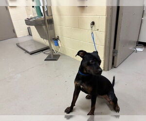 Doberman Pinscher-Unknown Mix Dogs for adoption in Sanford, FL, USA
