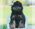 Puppy Mindy Cavapoo (Miniature)