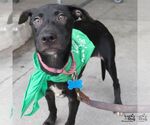 Small #5 Labrador Retriever Mix