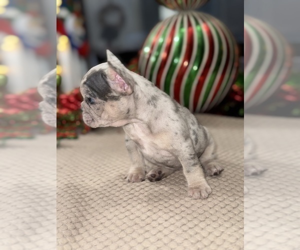 Medium Photo #46 French Bulldog Puppy For Sale in HILTON, NY, USA