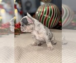 Small Photo #4 French Bulldog Puppy For Sale in HILTON, NY, USA