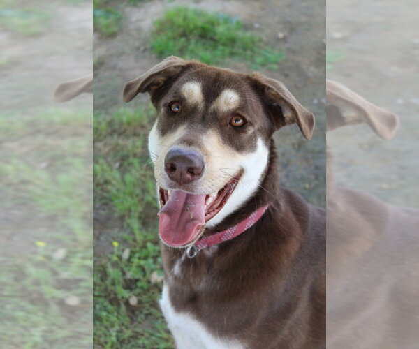 Medium Photo #1 Shepradors Puppy For Sale in Evansville, IN, USA