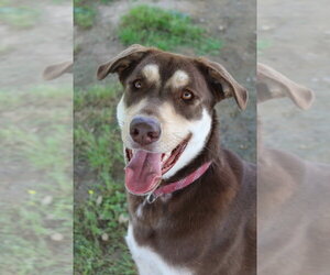 Shepradors Dogs for adoption in Evansville, IN, USA