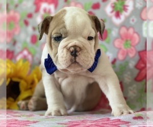 Bulldog Puppy for sale in LANCASTER, PA, USA