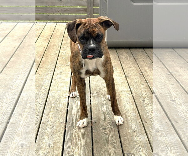 Medium Photo #4 Boxer Puppy For Sale in Stanwood, WA, USA