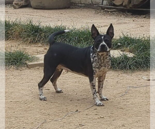 Medium Photo #1 Staffordshire Bull Terrier-Unknown Mix Puppy For Sale in Munford, TN, USA