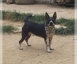Staffordshire Bull Terrier-Unknown Mix Dogs for adoption in Munford, TN, USA