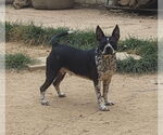 Small Staffordshire Bull Terrier Mix