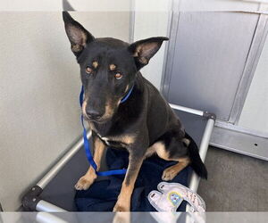 German Shepherd Dog Dogs for adoption in Corona, CA, USA