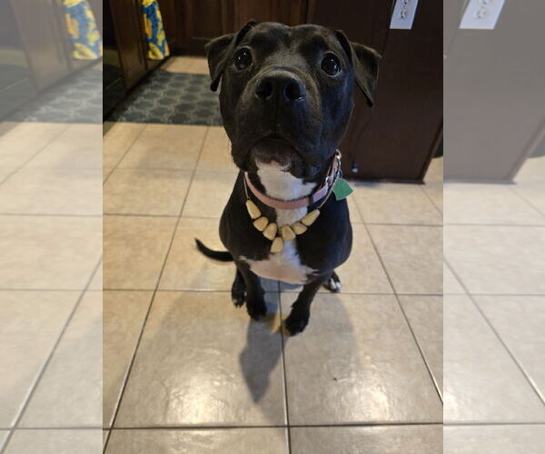 Medium Photo #8 American Staffordshire Terrier-Unknown Mix Puppy For Sale in Rosenberg, TX, USA