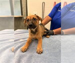 Small #1 German Shepherd Dog
