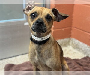 Chihuahua Dogs for adoption in Pueblo, CO, USA