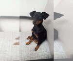 Small Miniature Pinscher
