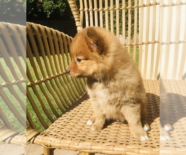 View Ad Pomeranian Puppy for Sale near California