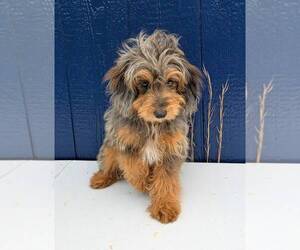 Aussiedoodle Miniature Puppy for sale in WASHINGTON, DC, USA