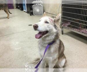 Siberian Husky Dogs for adoption in Riverside, CA, USA