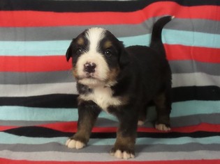 Bernese Mountain Dog Puppy for sale in RIVERSIDE, IA, USA