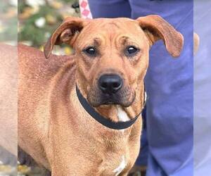 Retriever -Unknown Mix Dogs for adoption in Martinsburg, WV, USA