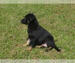 Small #2 German Shepherd Dog