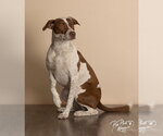 Small Photo #2 Pointer-Unknown Mix Puppy For Sale in Claremore, OK, USA