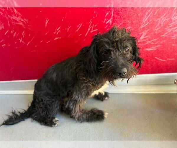 Medium Photo #1 Poodle (Standard)-Unknown Mix Puppy For Sale in Visalia, CA, USA