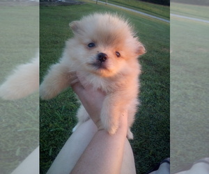 Pomeranian Puppy for sale in WINCHESTER, OH, USA