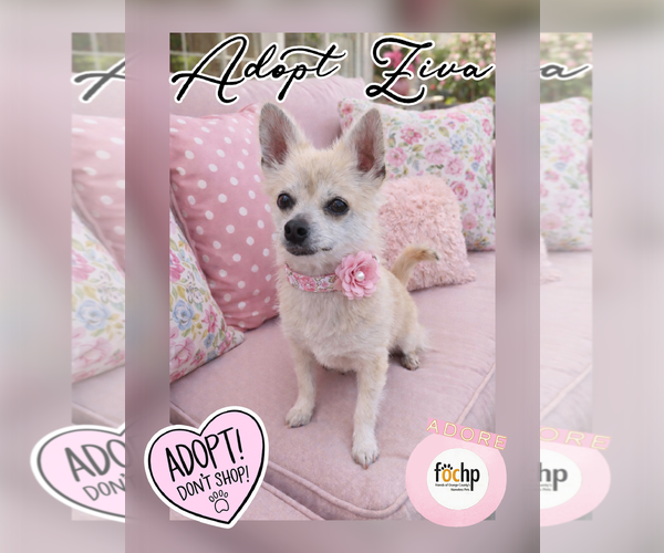 Medium Photo #1 Cairn Terrier Puppy For Sale in Menifee, CA, USA