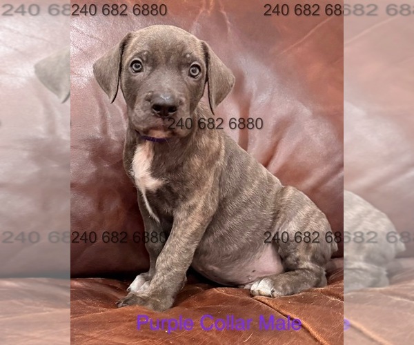 Medium Photo #3 Cane Corso Puppy For Sale in LA PLATA, MD, USA