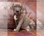 Small #2 Cane Corso