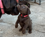 Puppy Pink Labrador Retriever