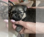 Small Photo #6 Pomeranian Puppy For Sale in RUTLEDGE, PA, USA