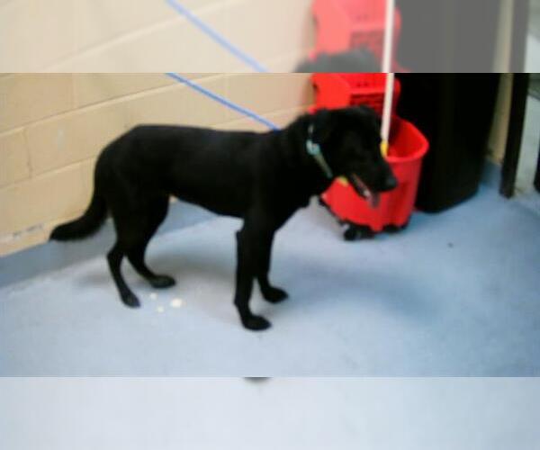 Medium Photo #1 German Shepherd Dog-Unknown Mix Puppy For Sale in Tulsa, OK, USA