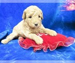 Small Photo #4 Goldendoodle (Miniature) Puppy For Sale in GROVESPRING, MO, USA