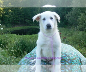 German Shepherd Dog Puppy for Sale in PIEDMONT, Missouri USA