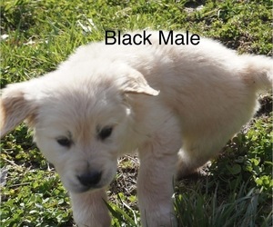 Golden Retriever Puppy for sale in CEDAR GAP, MO, USA