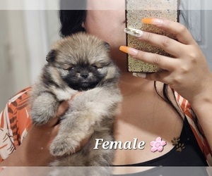 Pomeranian Puppy for sale in SAN FRANCISCO, CA, USA