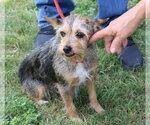 Small #2 Mutt