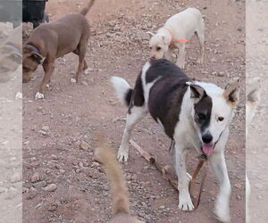 Reggie - Male Mutt Dog for Adoption - Photo #6