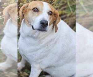 Peach Groot - Female Beagle-Great Pyrenees Mix Dog for Adoption - Photo #6